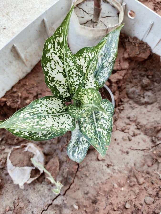 Aglaonema 5