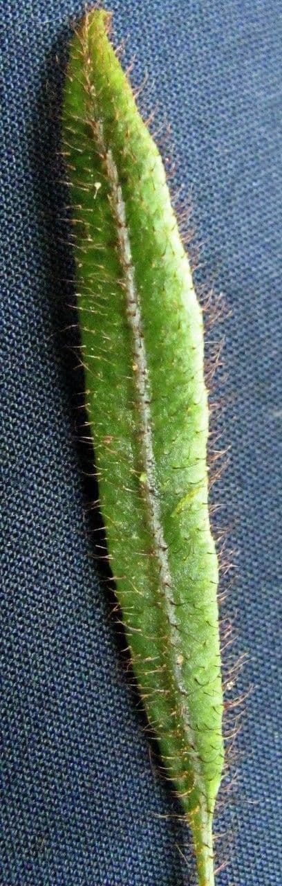 Elaphoglossum 4