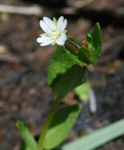 Epilobium lactiflorum 3