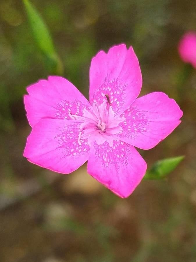 Pinks