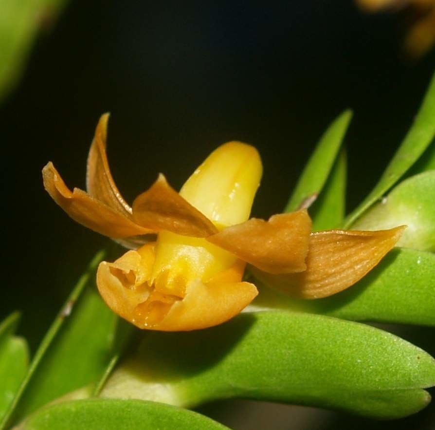 Dendrobium 5