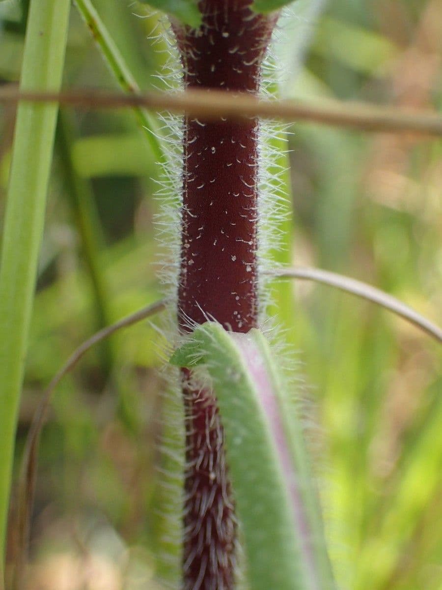 Hygrophila 22