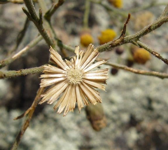 Erigeron 2