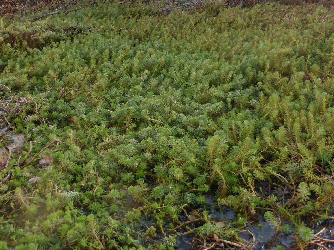Millefoglio d'acqua 9