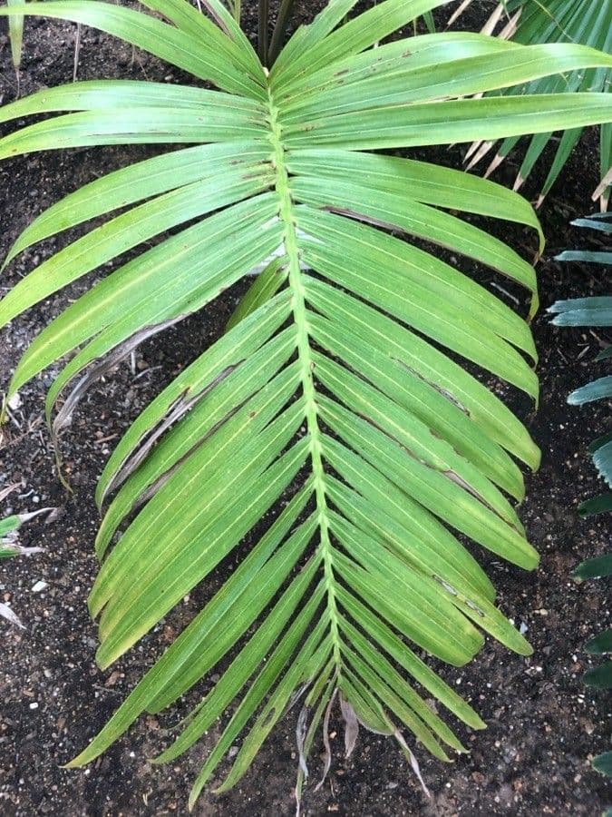 Dypsis 3