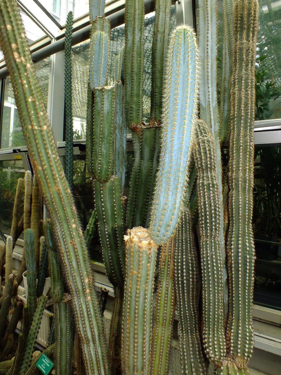 Pilosocereus 2