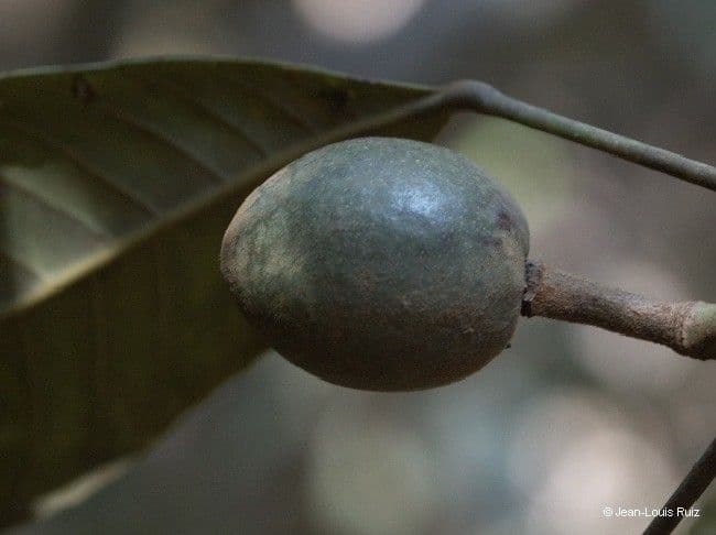 Yate-Elaeocarpus 3