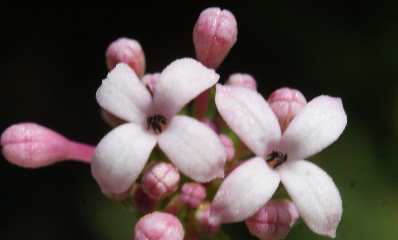 Asperula hirsuta 2