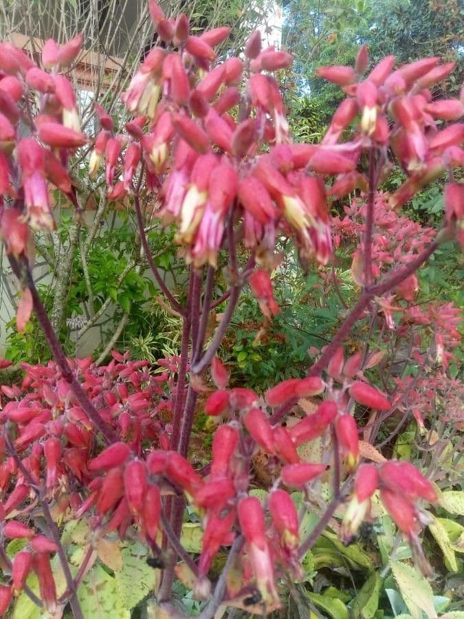 Kalanchoe 4