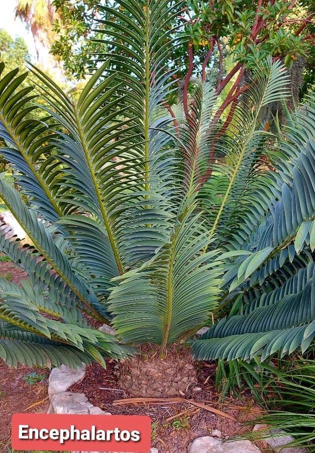 Encephalartos 5