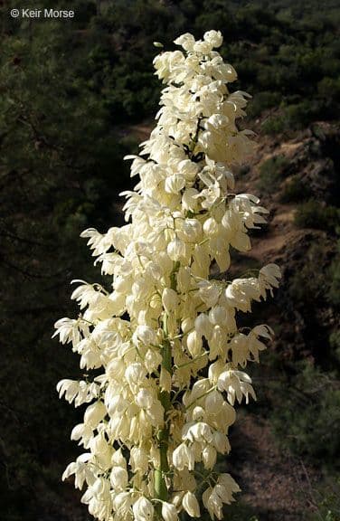 Whipples Yucca 5