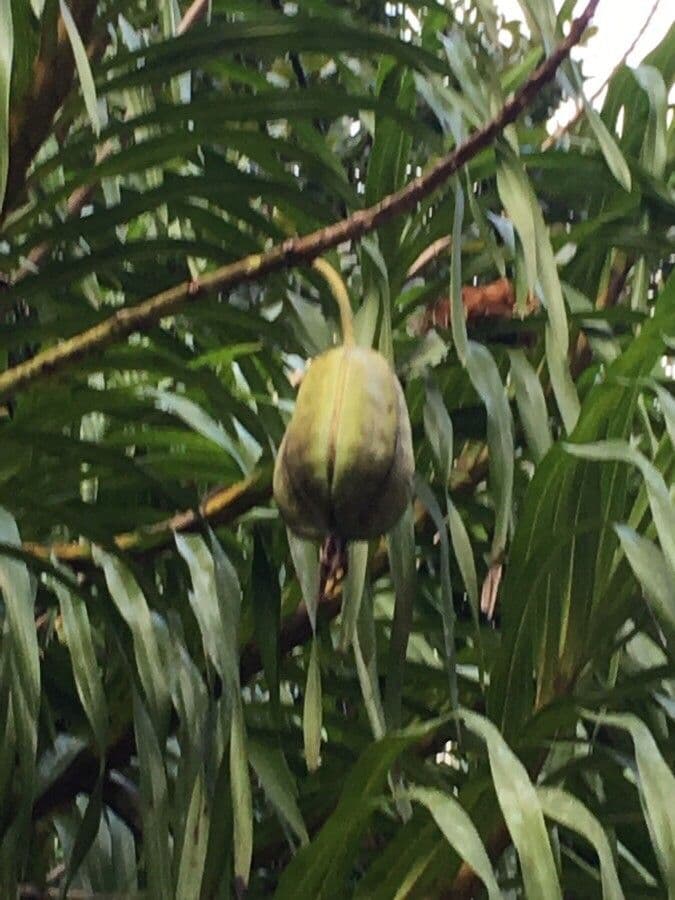 Orchidea Tigre