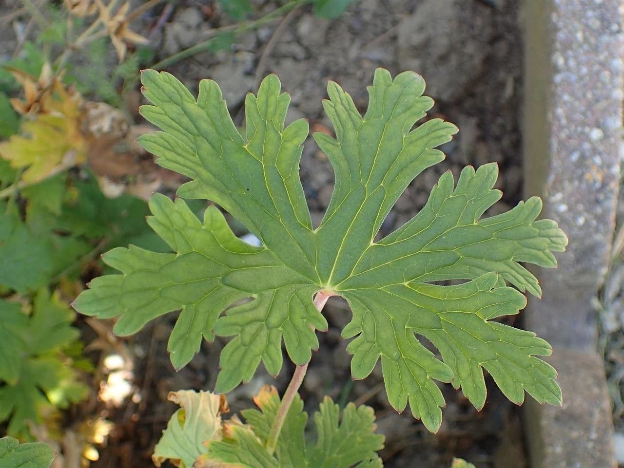 Storchschnabel 14