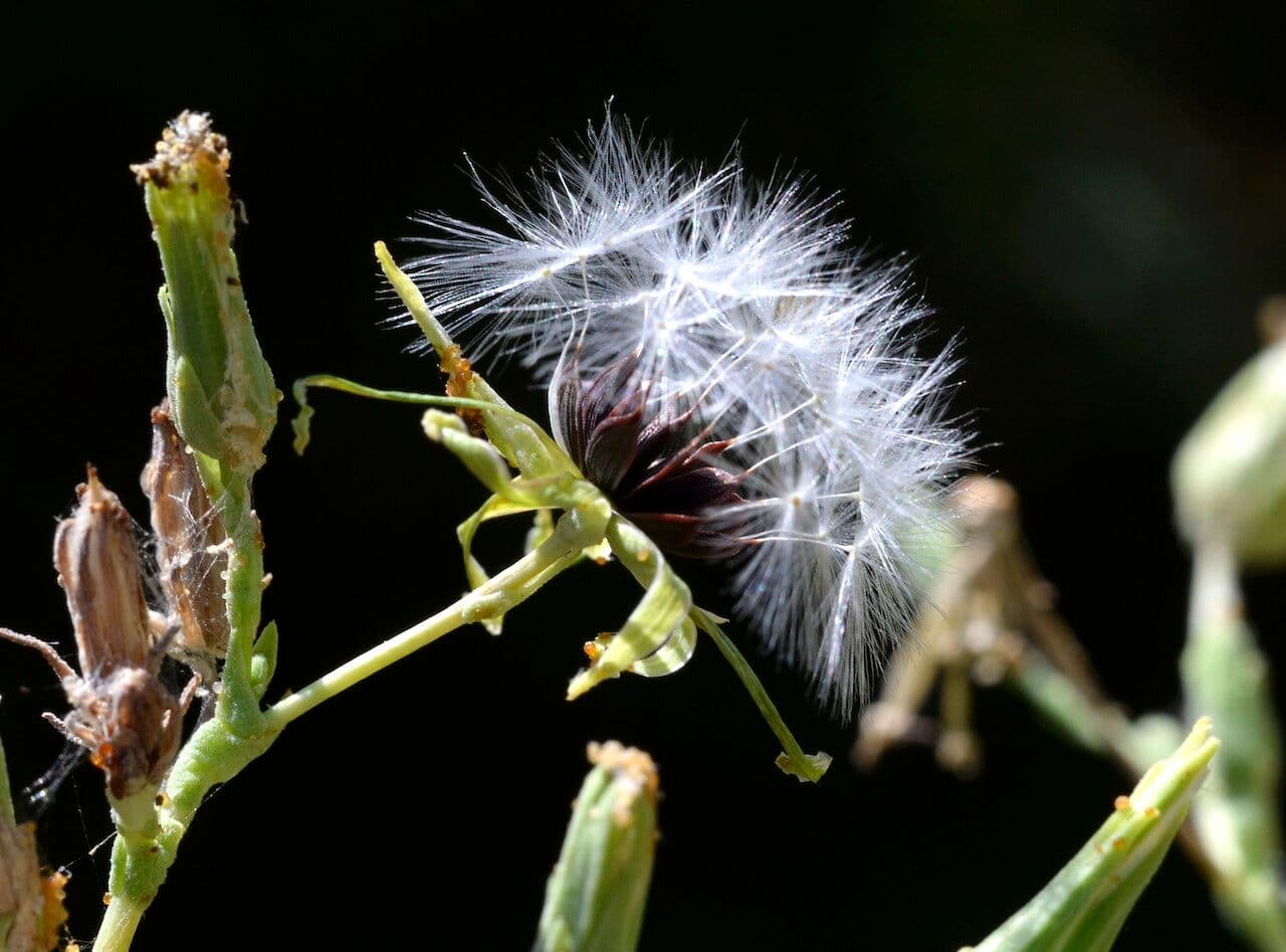 Lechuga amarga