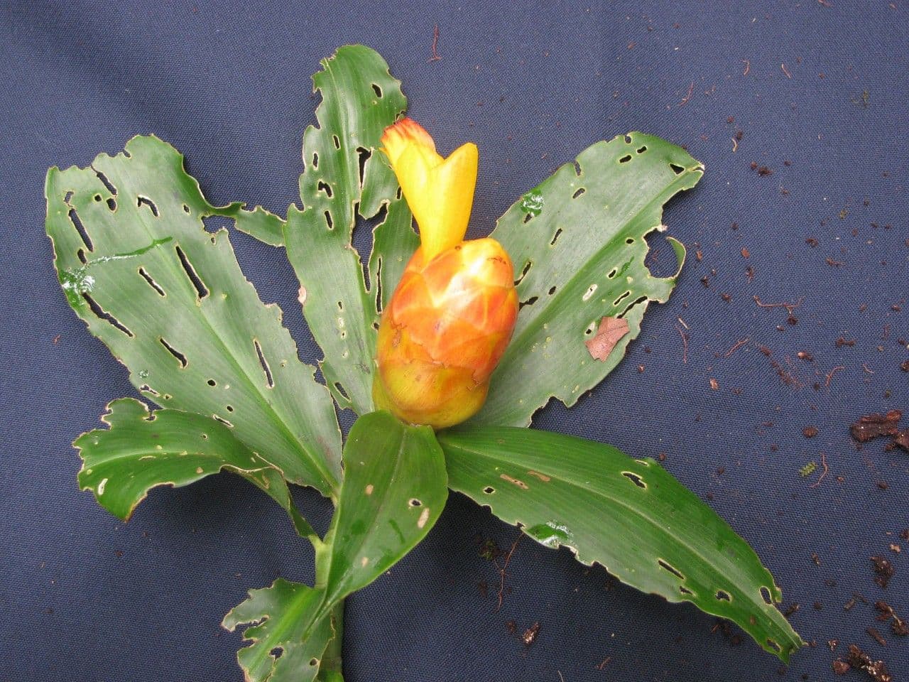 Costus 15