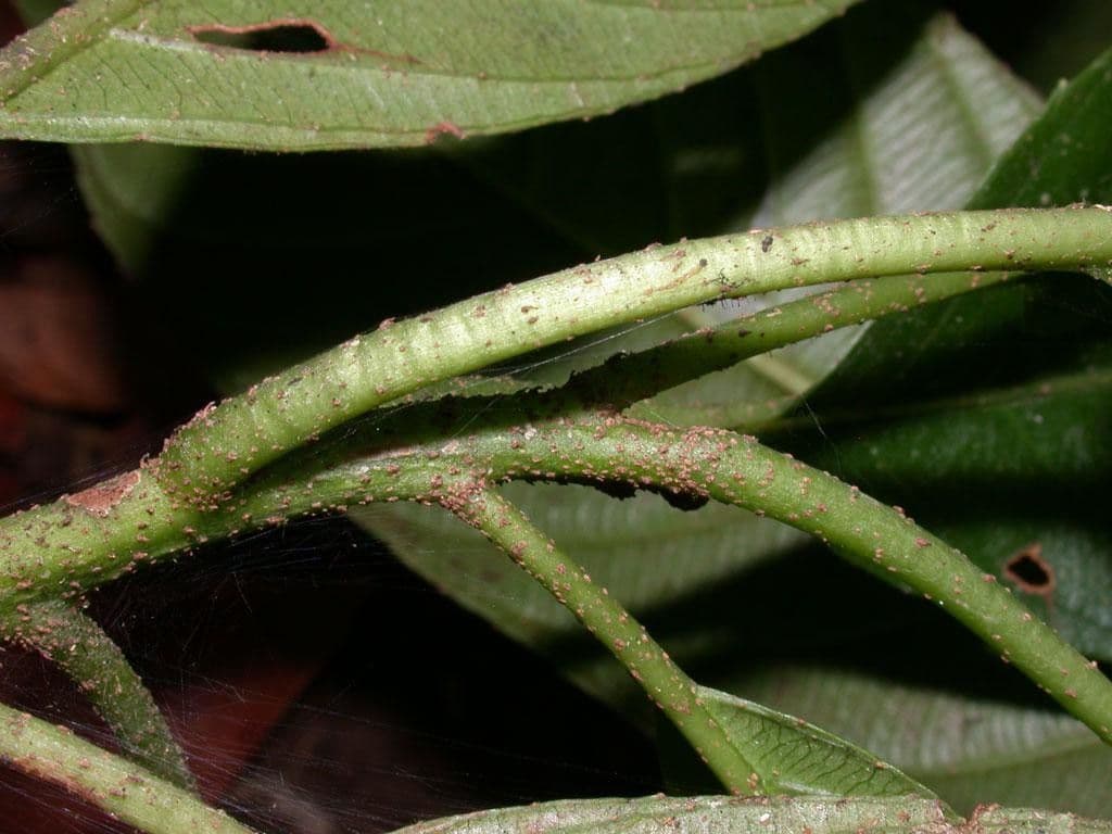 Saurauia 17