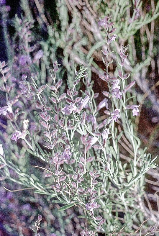 Menta grigia