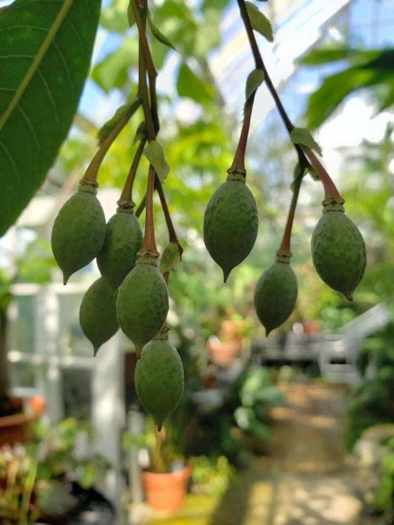 Blue Fig 3