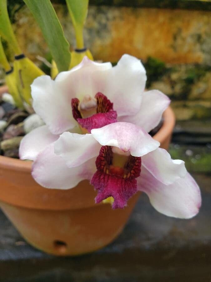 Bifrenaria