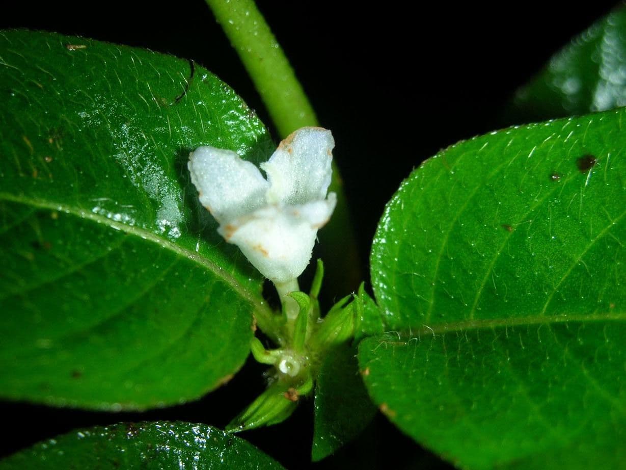 Coccocypselum 15