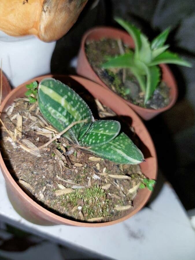 Gasteria 4