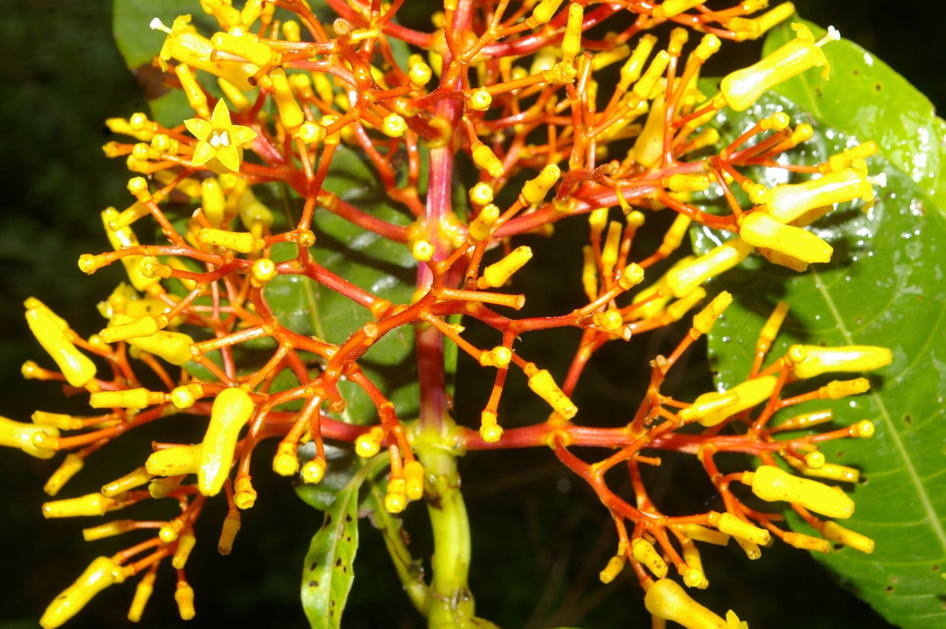 Palicourea padifolia 4