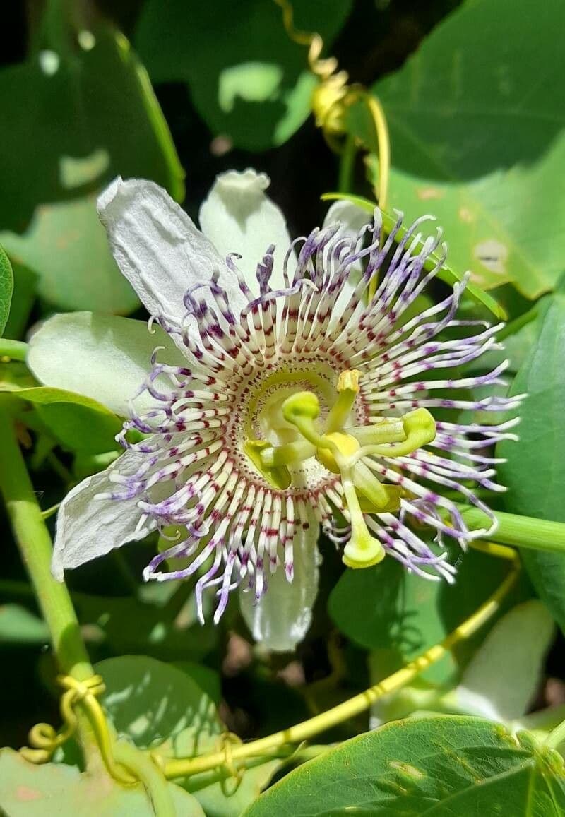 Passiflora elegante