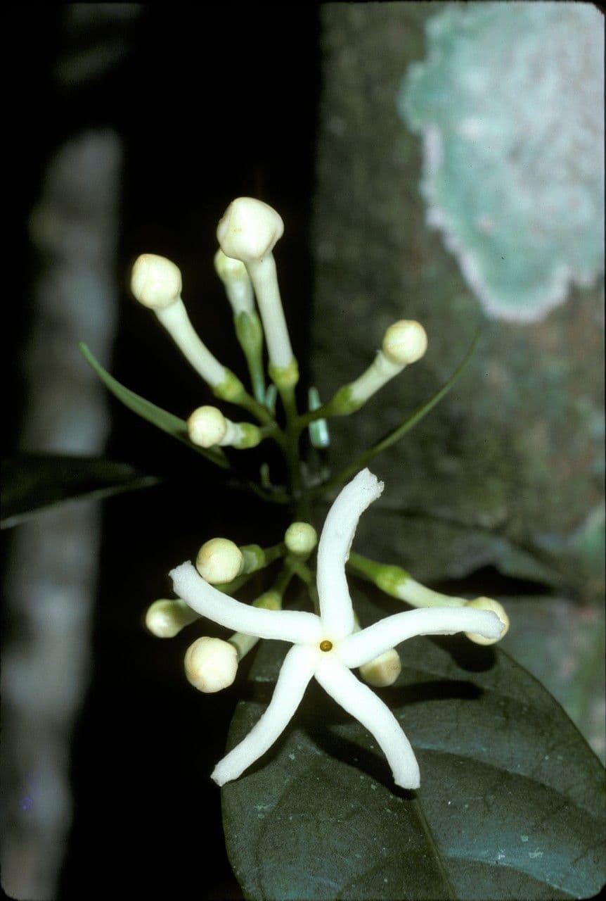 Tabernaemontana 2
