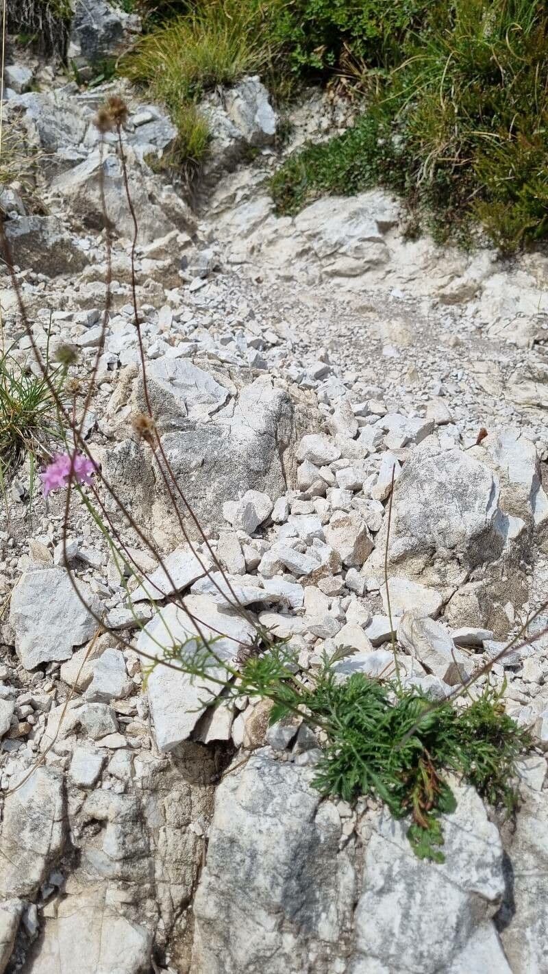 Vedovina lucida 13