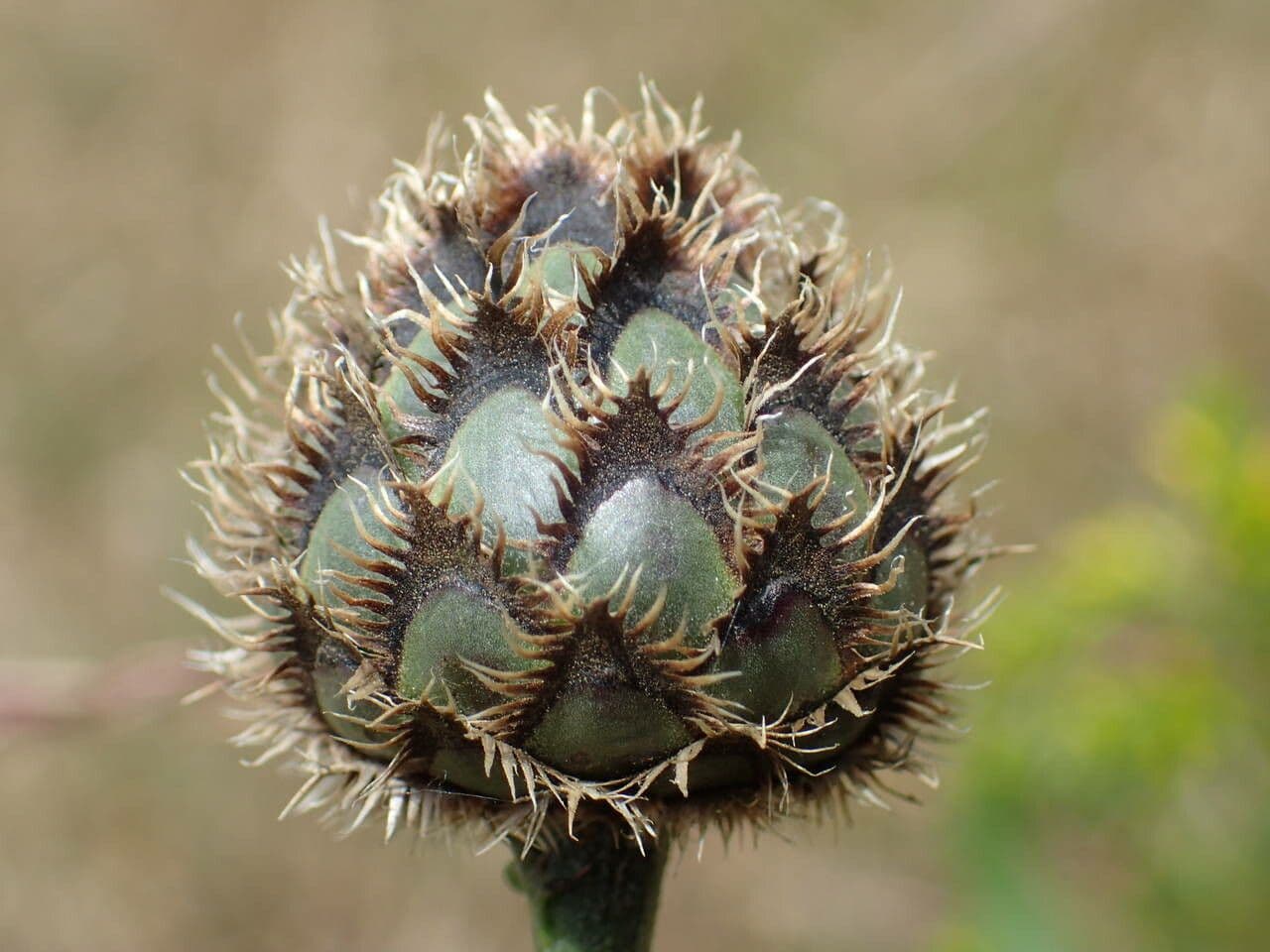 Centaurea vedovina 28