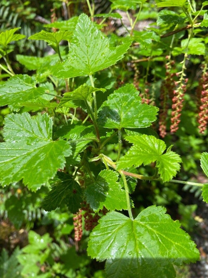 Ribes 13