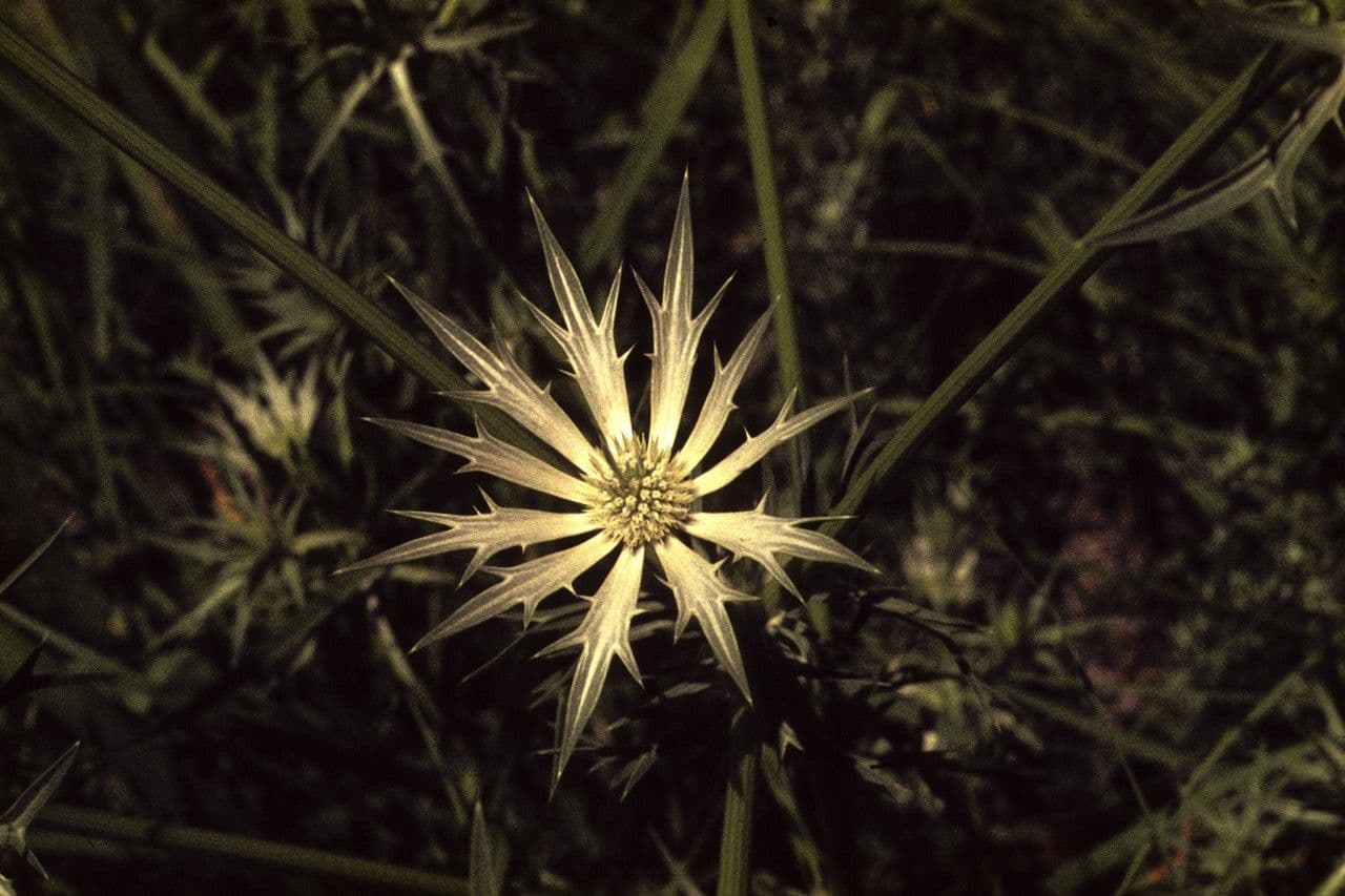 Eryngium eterofillo
