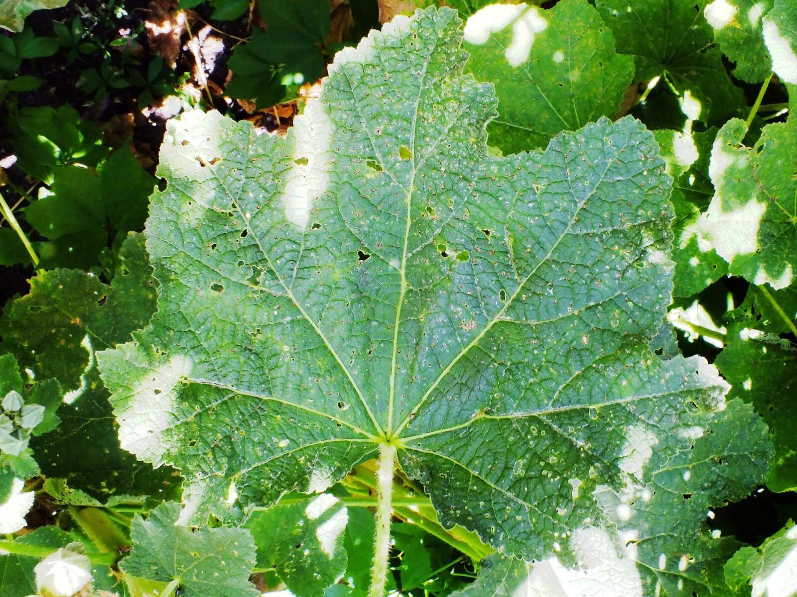 Malva 17