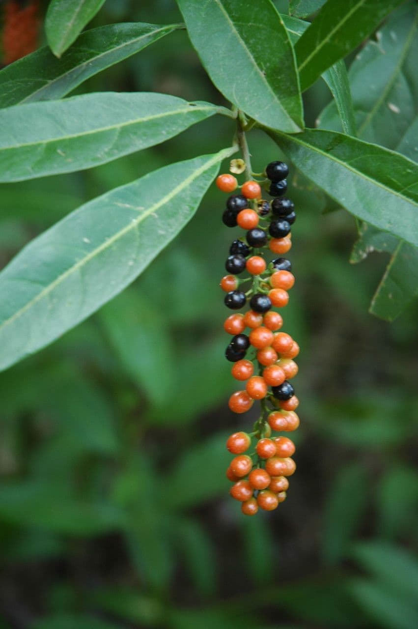 Citharexylum à queue
