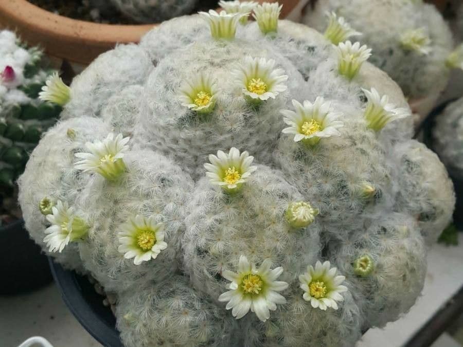 Cactus pluma 10