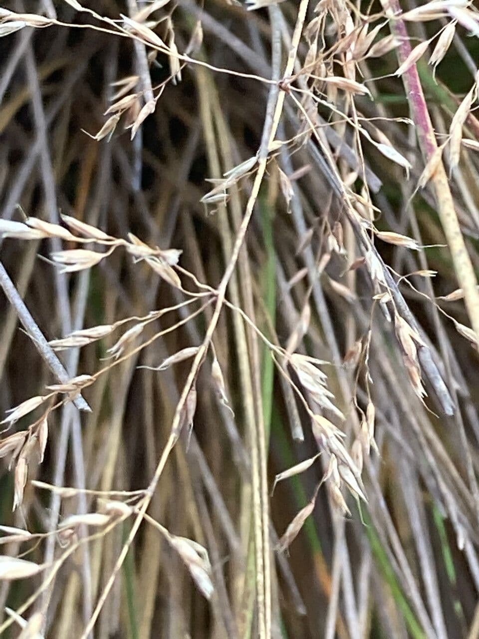 Calamagrostis 2