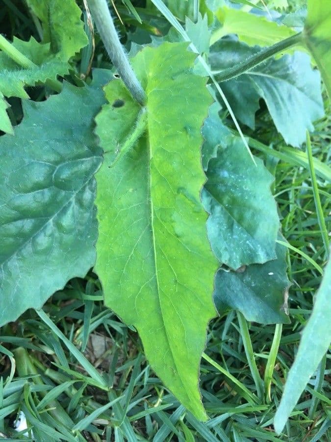 Emilia sonchifolia 20