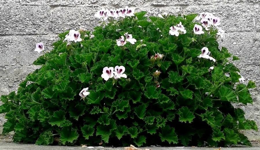 Pelargonio 16