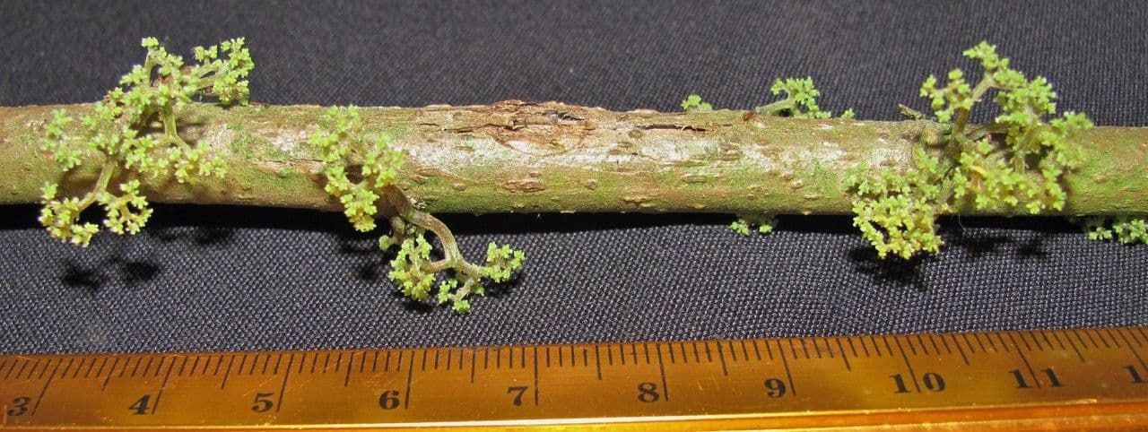 Urera simplex 21