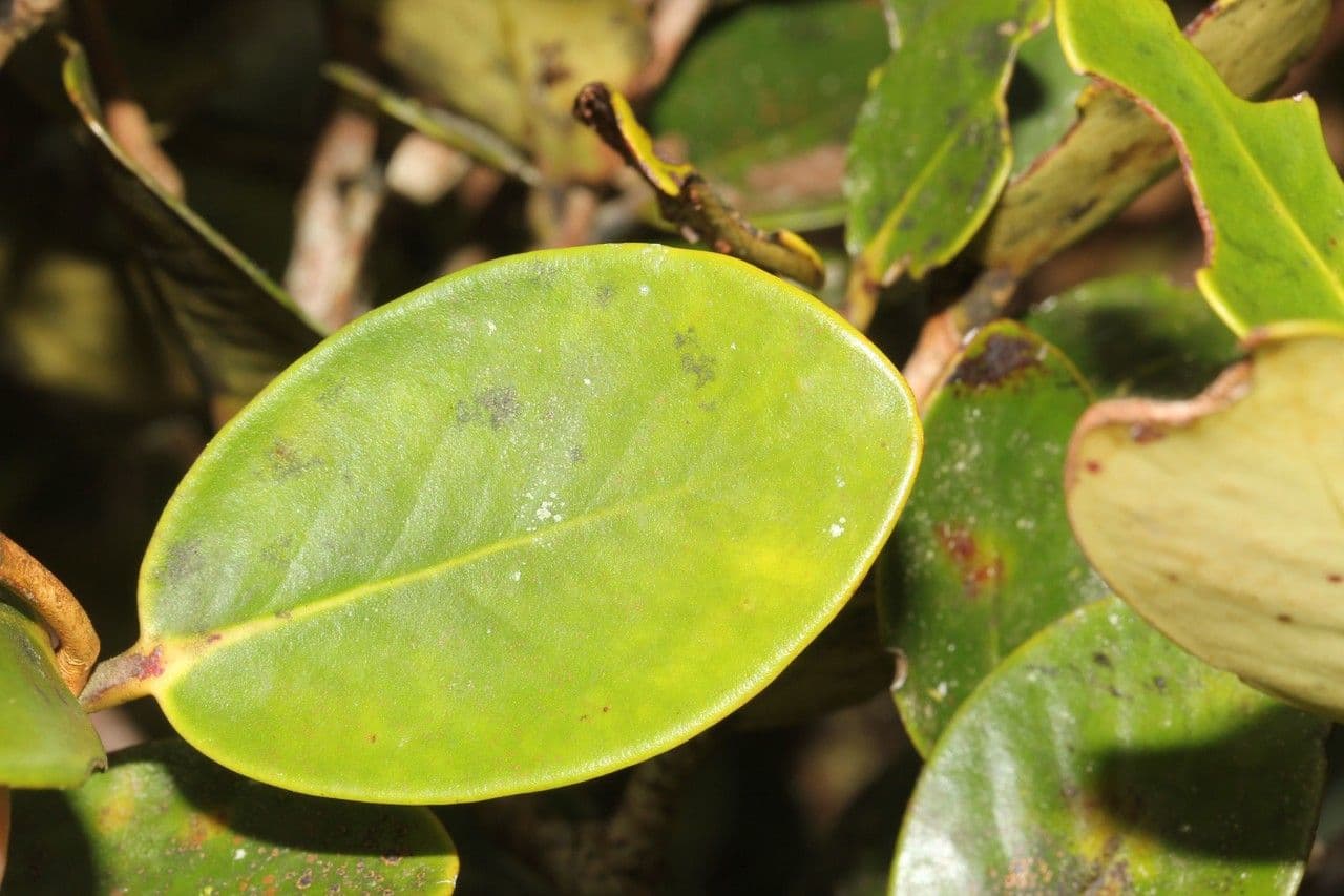 Eugenia 10