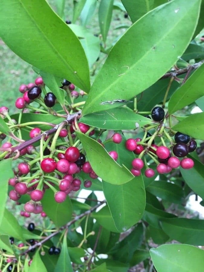 Ardisia eliptická 5