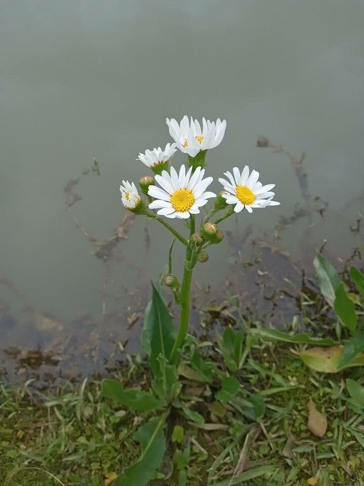 Senecio 4
