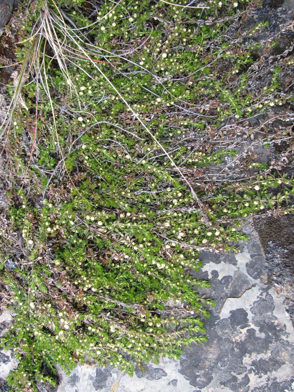 Svidník 2
