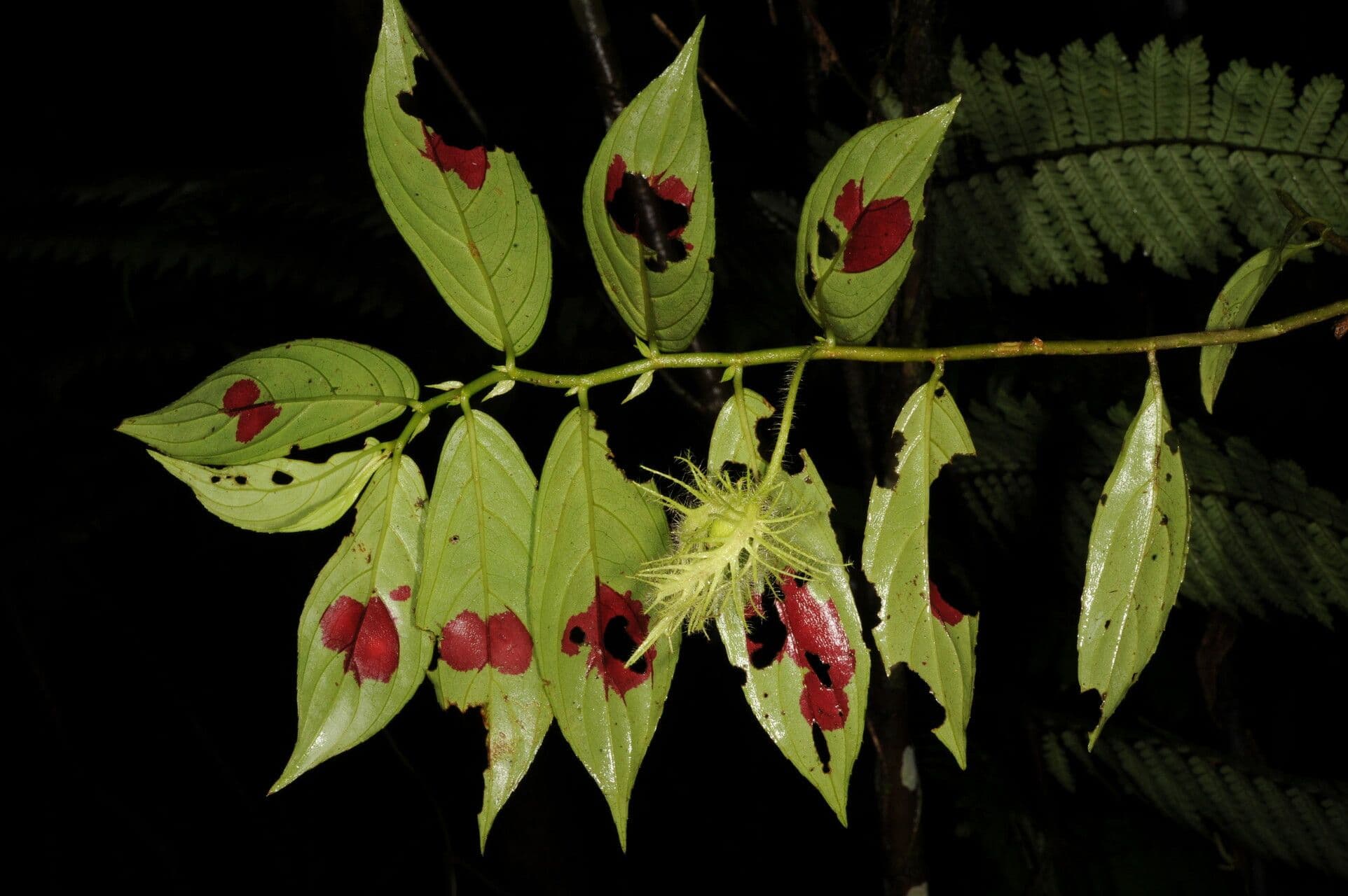Columnea 8
