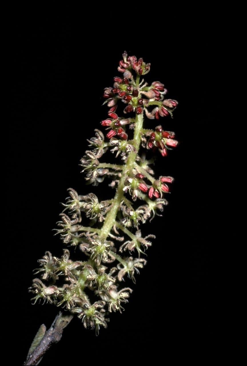 Fortunaria 2