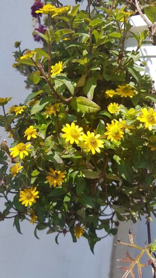 Sanvitalia prostrata
