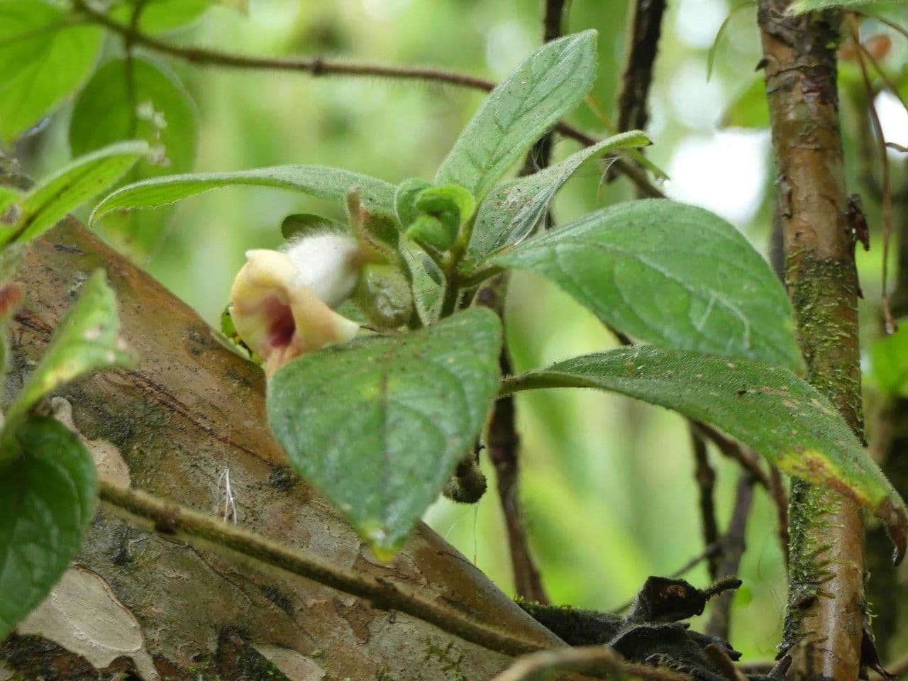 Drymonia alloplectoides 15