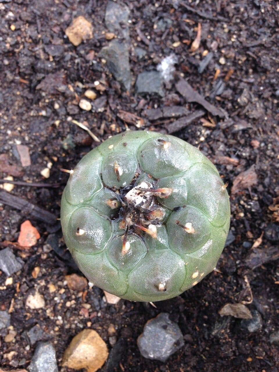 Turbinicarpus 11