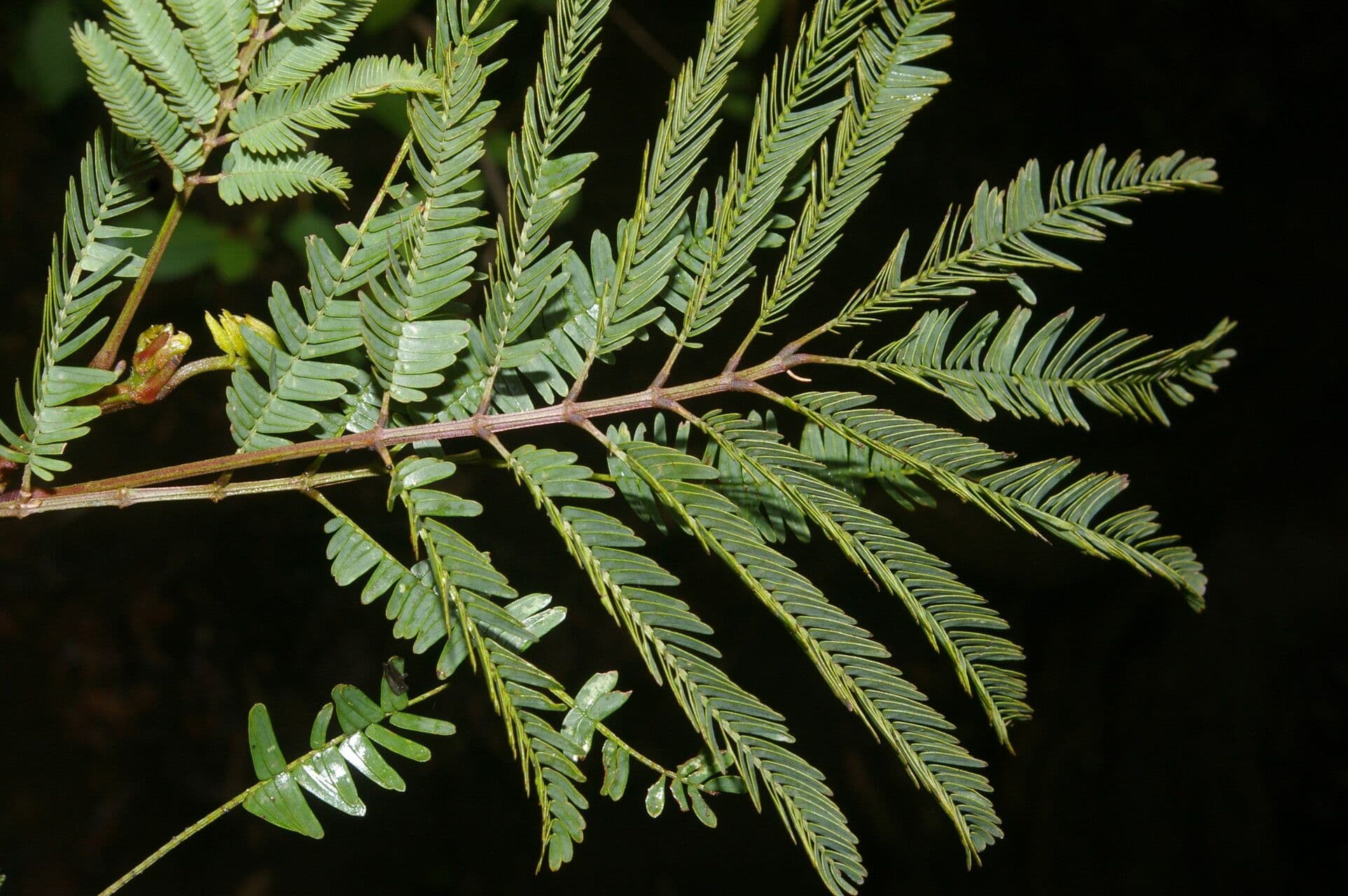 Weiße Calliandra 13