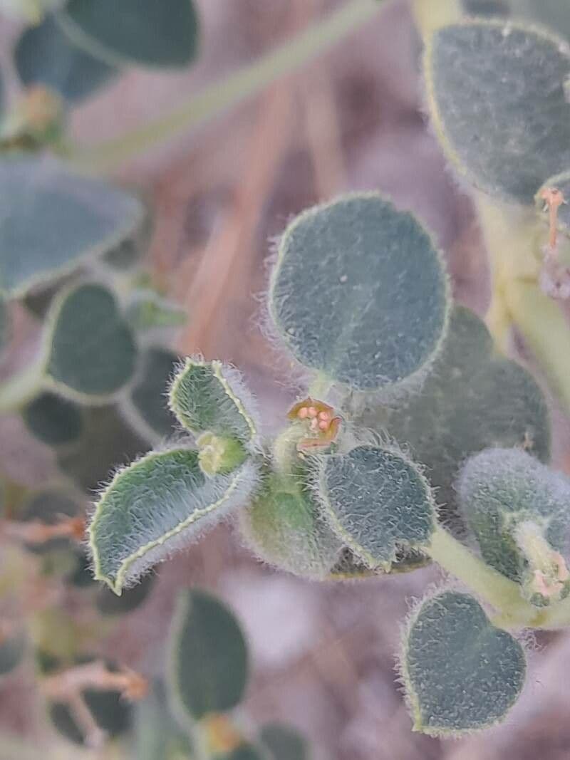 Petiolate Spurge 7